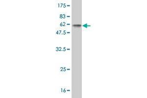 Western Blot detection against Immunogen (50. (Myogenin antibody  (AA 1-224))