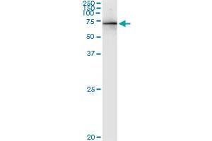 Immunoprecipitation of AHI1 transfected lysate using anti-AHI1 MaxPab rabbit polyclonal antibody and Protein A Magnetic Bead , and immunoblotted with AHI1 purified MaxPab mouse polyclonal antibody (B01P) . (AHI1 antibody  (AA 1-609))