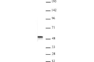 ACTL6B antibody (pAb) tested by Western blot. (Actin-Like 6B antibody  (N-Term))