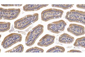 Detection of CD73 in Mouse Small intestine Tissue using Polyclonal Antibody to Cluster Of Differentiation 73 (CD73) (CD73 antibody  (AA 29-550))