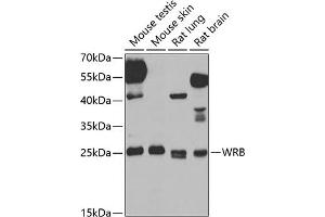Western blot analysis of extracts of various cell lines, using WRB antibody (ABIN6129154, ABIN6150261, ABIN6150262 and ABIN6222768) at 1:1000 dilution.