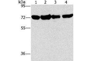 Western Blotting (WB) image for anti-DEP Domain Containing 1 (DEPDC1) antibody (ABIN2429933) (DEPDC1 antibody)
