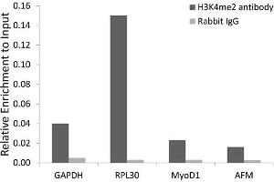 Chromatin immunoprecipitation analysis extracts of 293 cell line, using DiMethyl-Histone H3-K4 antibody and rabbit IgG. (Histone 3 antibody  (H3K4me2))