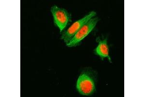 IF analysis of SF3A1 and Tubulin alpha using anti-SF3A1 antibody (ABIN7600556) and anti-Tubulin alpha antibody (ABIN7600339). (SF3A1 antibody  (AA 20-556))