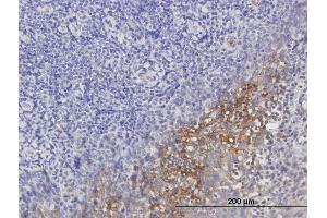 Immunoperoxidase of purified MaxPab antibody to SERPING1 on formalin-fixed paraffin-embedded human tonsil. (SERPING1 antibody  (AA 1-500))
