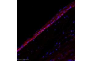 Immunofluorescence of paraffin embedded rat eye using Cep78 (ABIN7073432) at dilution of 1:650 (400x lens)