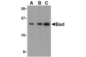 Western blot analysis of Bad in T24 cell lysates with AP30114PU-N Bad antibody at (A) 0. (BAD antibody)
