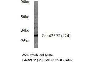 Western blot (WB) analysis of Cdc42EP2 antibody in extracts from A549 cells. (CDC42EP2 antibody)