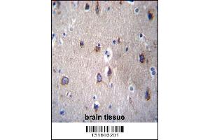 PCDHB14 Antibody immunohistochemistry analysis in formalin fixed and paraffin embedded human brain tissue followed by peroxidase conjugation of the secondary antibody and DAB staining. (PCDHB14 antibody  (N-Term))