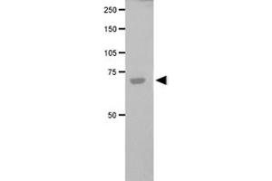 Western blot analysis of FANCG in transfected COS-1 cell lysate using FANCG polyclonal antibody .