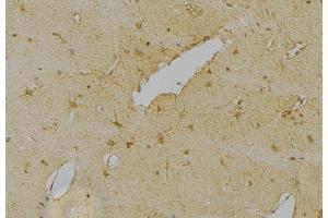 ABIN6263605 and ABIN6276415 at 1/100 staining Mouse brain tissue by IHC-P. (NeuN antibody  (C-Term))