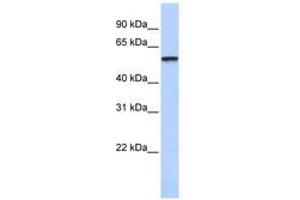 Image no. 1 for anti-Tripartite Motif-containing 4 (TRIM4) (AA 107-156) antibody (ABIN6740523) (TRIM4 antibody  (AA 107-156))