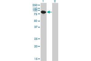 Western Blot analysis of THNSL1 expression in transfected 293T cell line by THNSL1 monoclonal antibody (M08), clone 6B1. (THNSL1 antibody  (AA 151-250))