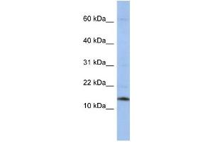 Western Blotting (WB) image for anti-Small Nuclear Ribonucleoprotein D2 Polypeptide 16.5kDa (SNRPD2) antibody (ABIN2458512) (SNRPD2 antibody)