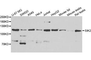Western blot analysis of extract of various cells, using SIK2 antibody. (SIK2 antibody)