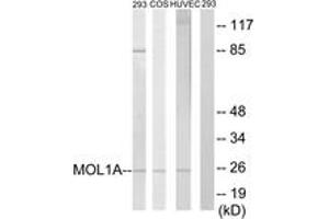 Western blot analysis of extracts from 293/COS7/HuvEc cells, treated with IFN 2500U/ml 30', using MOL1A Antibody. (MOL1A (AA 101-150) antibody)