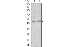 Western Blotting (WB) image for anti-Myocyte Enhancer Factor 2C (MEF2C) (AA 1-125) antibody (ABIN1846463)