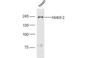 Mouse heart lysates probed with Rabbit Anti-Notch 2 Polyclonal Antibody, Unconjugated  at 1:5000 for 90 min at 37˚C. (NOTCH2 antibody  (AA 1501-1700))