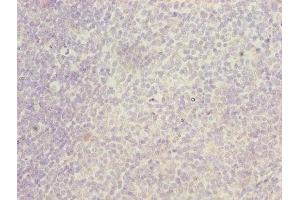 Immunohistochemistry of paraffin-embedded human tonsil tissue using ABIN7156460 at dilution of 1:100