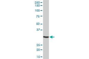 MPG MaxPab rabbit polyclonal antibody. (MPG antibody  (AA 1-293))