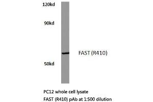 Western blot (WB) analysis of FAST antibody in extracts from pc12 cells. (FASTK antibody)