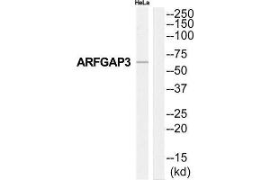 Western Blotting (WB) image for anti-ADP-Ribosylation Factor GTPase Activating Protein 3 (ARFGAP3) (Internal Region) antibody (ABIN1850707) (ARFGAP3 antibody  (Internal Region))