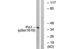 Western blot analysis of extracts from COS7 cells treated with insulin 0. (PIN1 antibody  (pSer16))