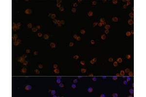 Immunofluorescence (IF) image for anti-Chitinase 3-Like 1 (Cartilage Glycoprotein-39) (CHI3L1) antibody (ABIN7259638)