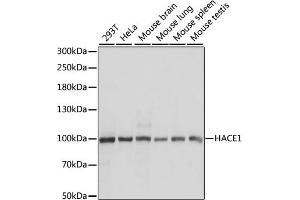 Western blot analysis of extracts of various cell lines, using H antibody (ABIN7267593) at 1:1000 dilution. (HACE1 antibody  (AA 1-100))