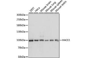 Western blot analysis of extracts of various cell lines, using H antibody (ABIN7267593) at 1:1000 dilution.