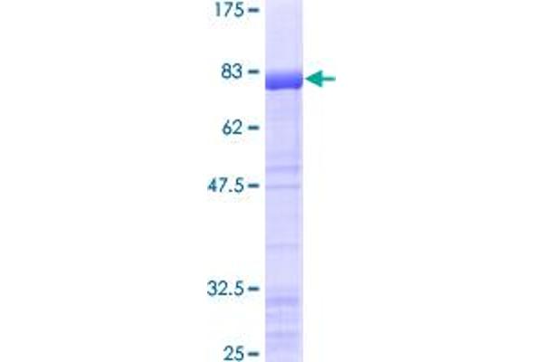 ESRRG Protein (AA 1-442) (GST tag)