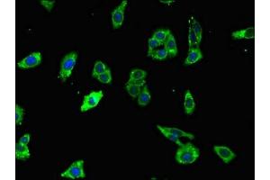 Immunofluorescent analysis of HepG2 cells using ABIN7166261 at dilution of 1:100 and Alexa Fluor 488-congugated AffiniPure Goat Anti-Rabbit IgG(H+L) (Unc-79 Homolog (C. Elegans) (UNC79) (AA 1562-1678) antibody)