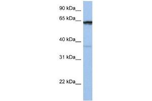 POPDC2 antibody used at 1 ug/ml to detect target protein. (POPDC2 antibody  (Middle Region))