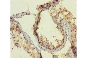 Immunohistochemistry of paraffin-embedded human testis tissue using ABIN7165112 at dilution of 1:100 (ATOH1 antibody  (AA 1-354))