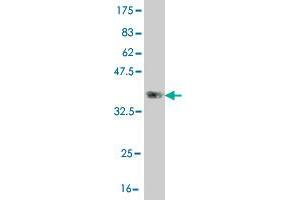 Western Blot detection against Immunogen (36. (CLCA2 antibody  (AA 300-400))