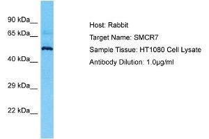 Host: Rabbit Target Name: SMCR7 Sample Type: HT1080 Whole Cell lysates Antibody Dilution: 1. (SMCR7 antibody  (N-Term))