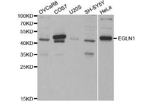 Western blot analysis of extracts of various cell lines, using EGLN1 antibody.