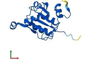 AlphaFold protein structure predicition of Mouse Recombinant Fuom Protein, UniprotID Q8R2K1 (FUOM Protein (AA 1-153) (His tag))