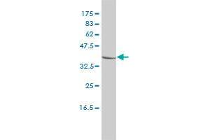 CTBS antibody  (AA 37-105)