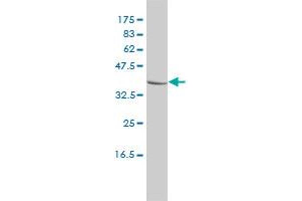 CTBS antibody  (AA 37-105)