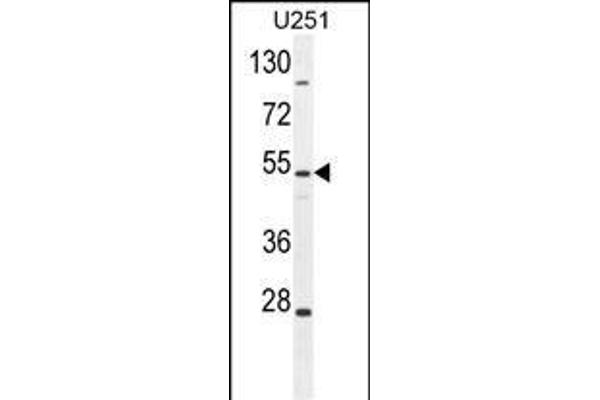 ZIK1 antibody  (AA 186-215)