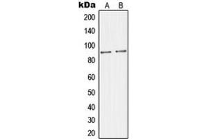 IB2 anticorps  (C-Term)