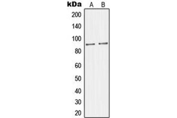 IB2 抗体  (C-Term)