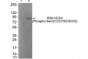 Western blot analysis of extracts from HepG2 cells (Lane 2), using RSK1/2/3/4 (Phospho-Ser221/227/218/232) Antibody.