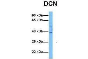 Host:  Rabbit  Target Name:  DCN  Sample Tissue:  Human 786-0  Antibody Dilution:  1. (Decorin antibody  (C-Term))