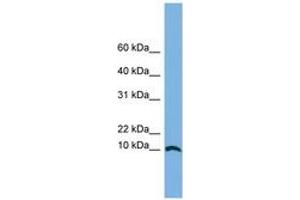 Image no. 1 for anti-Stimulated By Retinoic Acid 13 Homolog (STRA13) (N-Term) antibody (ABIN6743666) (STRA13 antibody  (N-Term))