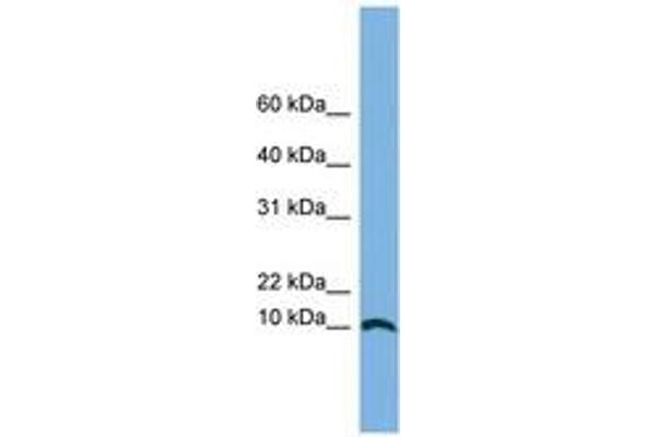 STRA13 antibody  (N-Term)