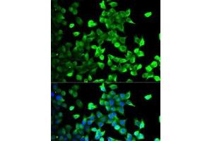 Immunofluorescence analysis of U2OS cells using FLOT1 Polyclonal Antibody (Flotillin 1 antibody)
