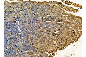 ABIN7095299 and ABIN7099356 at 1/100 staining mouse pancreatic tissue by IHC-P.