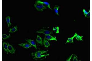 Immunofluorescent analysis of Hela cells using ABIN7165680 at dilution of 1:100 and Alexa Fluor 488-congugated AffiniPure Goat Anti-Rabbit IgG(H+L) (PKC alpha antibody  (AA 495-659))